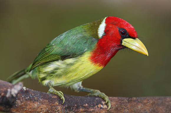 Red-headed Barbet - Mindo, Ecuador