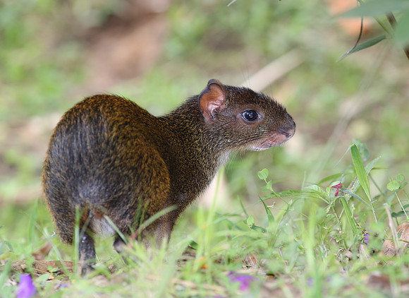 Central American Agouti - Mindo, Ecuador