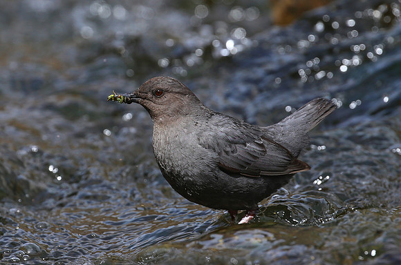 American Dipper - Park City, Utah - Lower Provo River