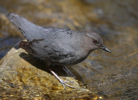 American Dipper - Park City, Utah - Lower Provo River