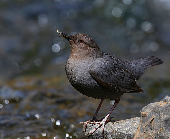 American Dipper - Park City, Utah - Lower Provo River