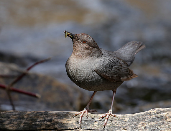 American Dipper - Park City, UT - Lower Provo River