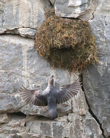 American Dipper - Park City, Utah - Lower Provo River