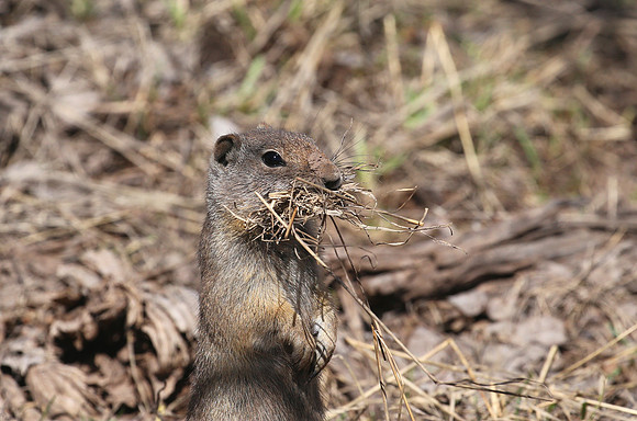 Uinta Ground Squirrel - Park City, UT