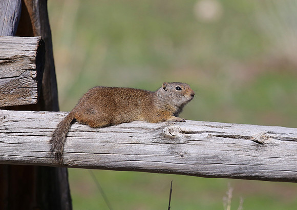 Uinta Ground Squirrel - Park City, UT