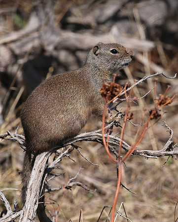 Uinta Ground Squirrel - Park City, UT