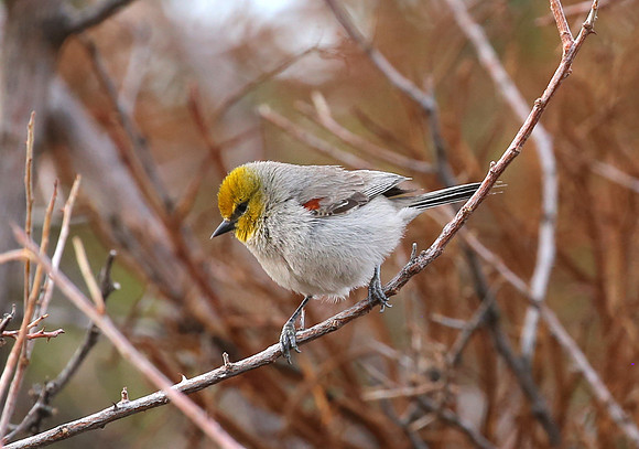 Verdin - Sedona, AZ