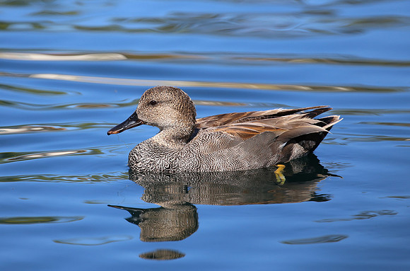 Gadwall - Camarillo, CA