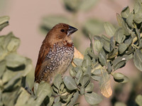 Scaly-breasted Munia - Camarillo, CA