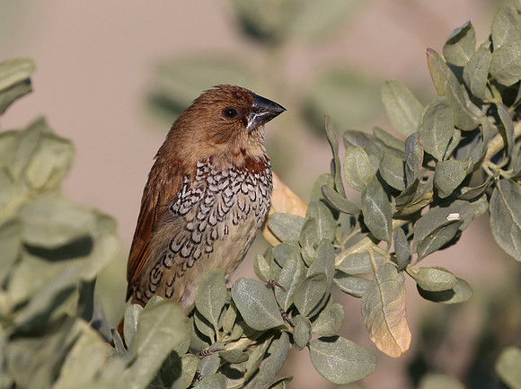 Scaly-breasted Munia - Camarillo, CA