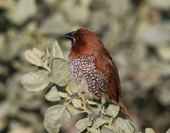 Scaly-breasted Munia - Camarillo, CA