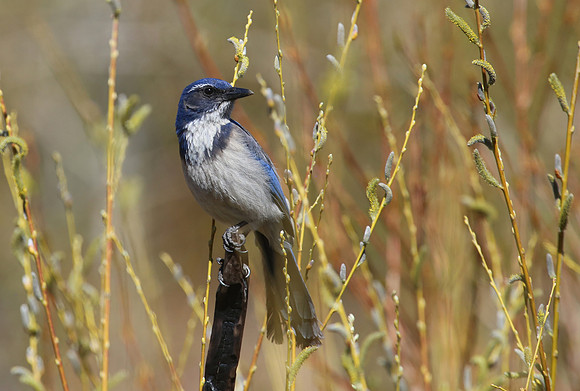 California Scrub-Jay - Ojai Valley, CA - Rose Valley