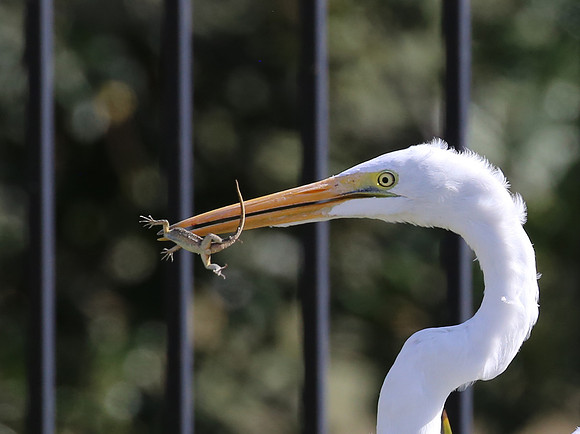 Great Egret - Camarillo, CA