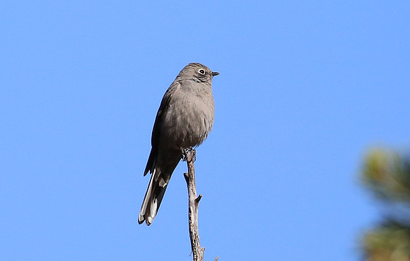Townsend's Solitaire - Sedona, AZ