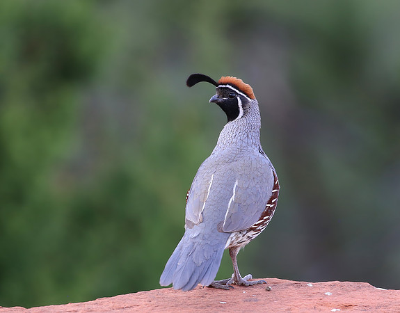 Gambel's Quail - Sedona, CA