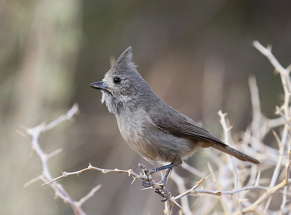 Juniper Titmouse - Sedona, AZ