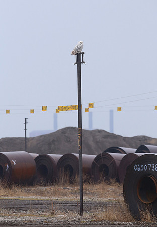 Snowy Owl - ArcelorMittal Steel - East Chicago, IN