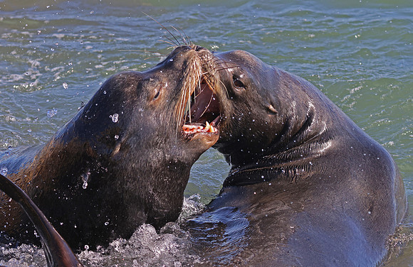 California Sea Lions - Oxnard Harbor, California