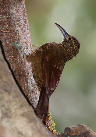 Strong-billed Woodcreeper - Mindo, Ecuador
