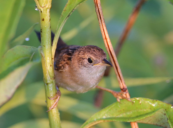 Sedge Wren - Goose Lake Prairie, Illinois
