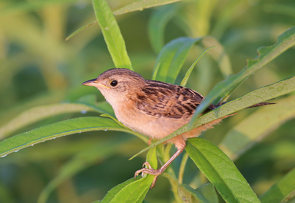 Sedge Wren - Goose Lake Prairie, Illinois