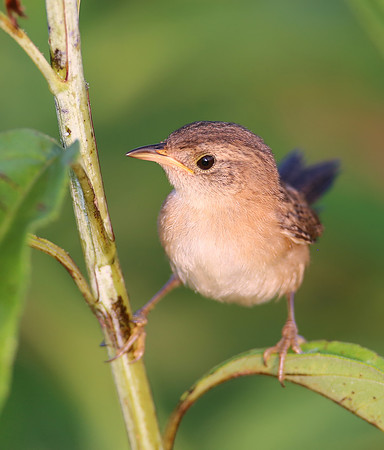 Sedge Wren - Goose Lake Prairie, Illinois