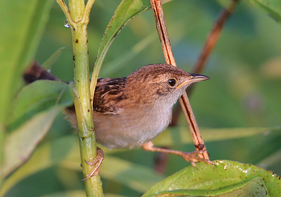 Sedge Wren - Goose Lake Prairie, Illinois
