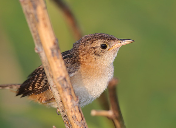 Sedge Wren - Goose Lake Prairie, Illinois