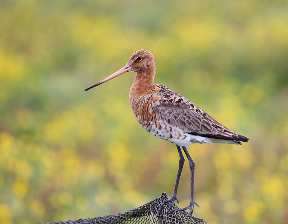 Black-tailed Godwit - Iceland