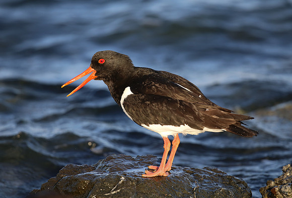 Eurasian Oystercatcher - Iceland
