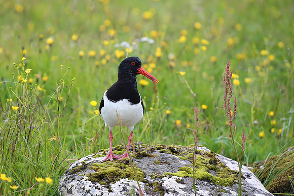 Eurasian Oystercatcher - Iceland