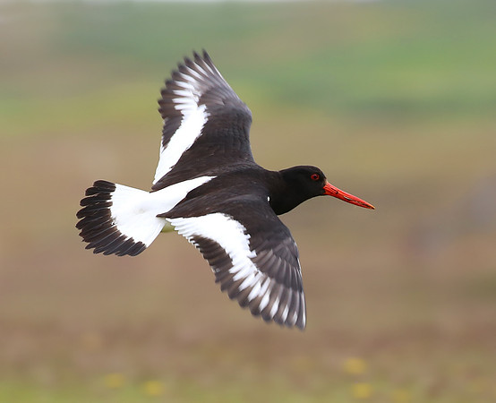 Eurasian Oystercatcher - Iceland