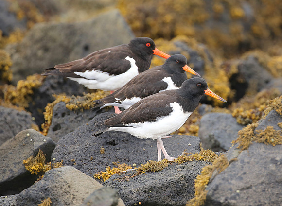 Eurasian Oystercatcher - Iceland