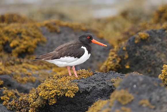 Eurasian Oystercatcher - Iceland