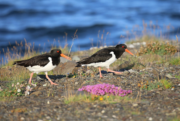 Eurasian Oystercatcher - Iceland
