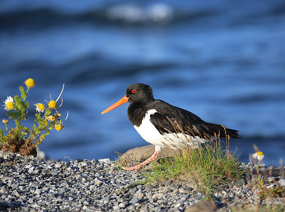 Eurasian Oystercatcher - Iceland