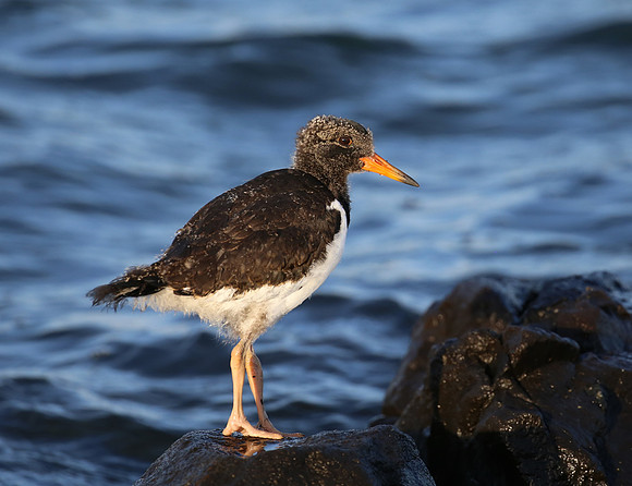 Eurasian Oystercatcher - Iceland
