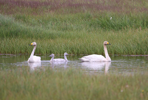 Whooper Swan - Iceland