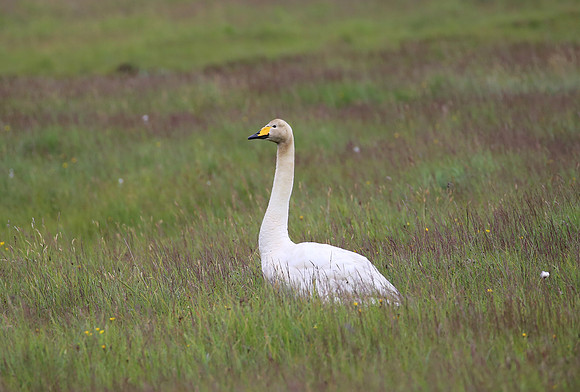 Whooper Swan - Iceland