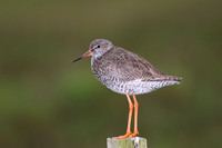 Common Redshank - Iceland