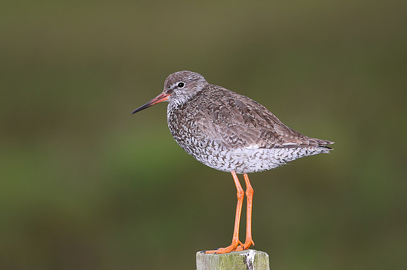 Common Redshank - Iceland