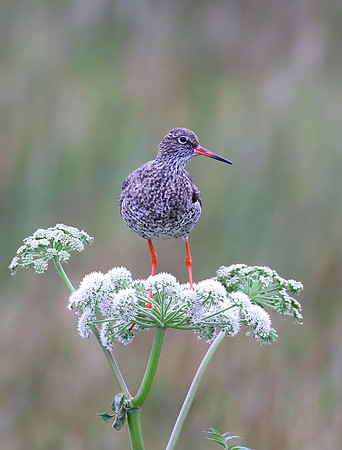 Common Redshank - Iceland