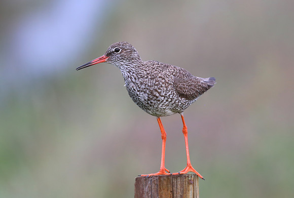 Common Redshank - Iceland