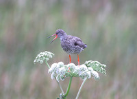 Common Redshank - Iceland