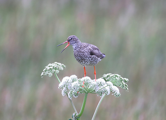 Common Redshank - Iceland