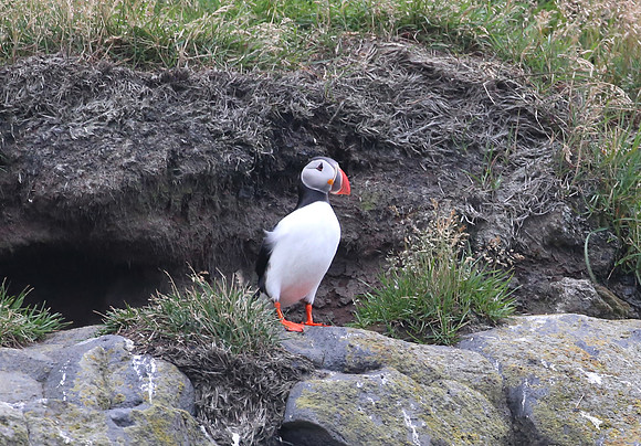 Atlantic Puffin - Iceland