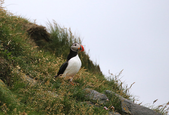Atlantic Puffin - Iceland