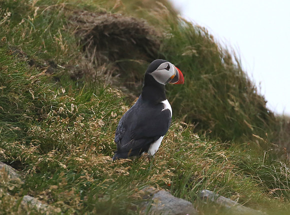 Atlantic Puffin - Iceland
