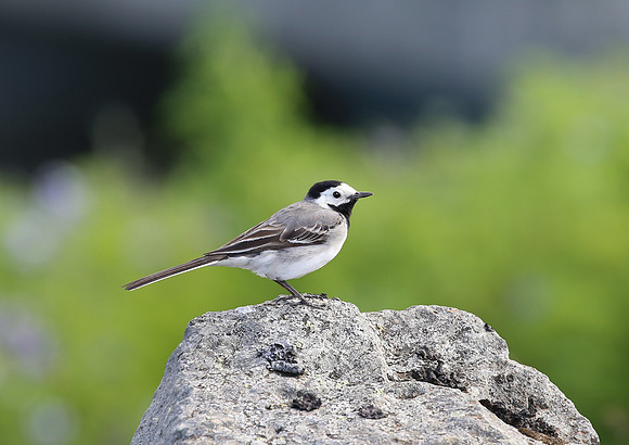 White Wagtail - Iceland