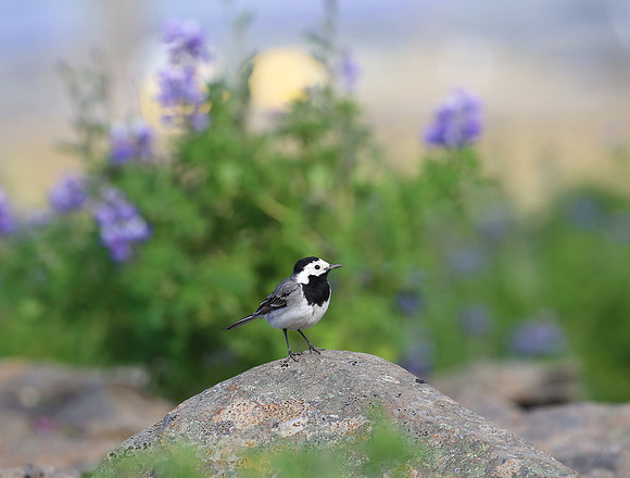 White Wagtail - Iceland